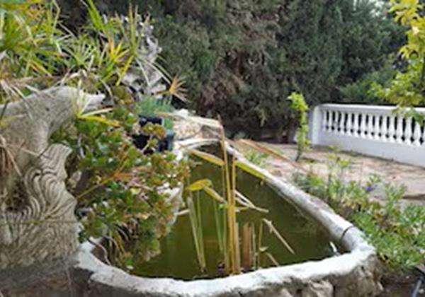 Fish Pond